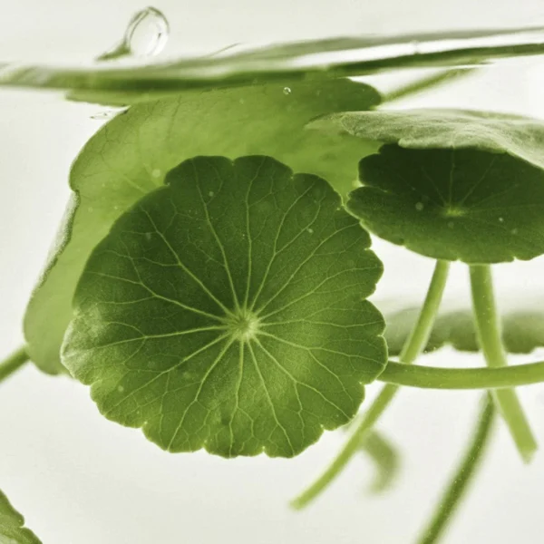 Beauty Of Joseon Light On Serum Centella + Vita C Korea - Image 5